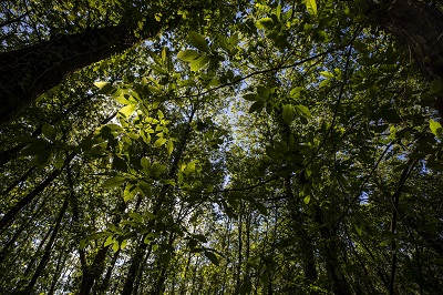 La Xunta distingue a Sinergias Sostenibles Resiforest por su proyecto de optimización del aprovechamiento de la masa forestal residual y valorización del material extraído