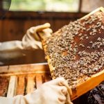 Beekeeper lifting a tray out of a beehive