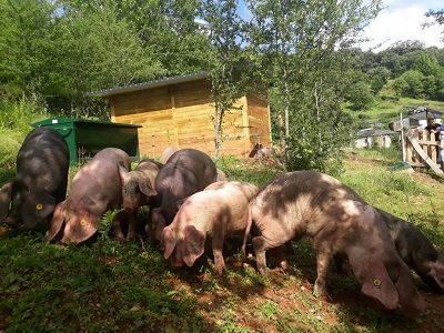 La Xunta pone en valor a cría de cerdo celta en ecológico en la aldea modelo de Moreda en Folgoso do Courel