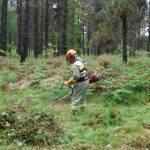 La Xunta destina más de 10 M€ en ayudas para acciones silvícolas en cerca de 5.000 hectáreas de coníferas y frondosas caducifolias de los montes gallegos