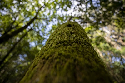 La Xunta pone a disposición del sector forestal una herramienta gratuita para facilitar la trazabilidad de los productos de la madera con tecnología Blockchain