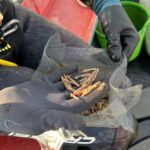 La Xunta entrega más de 2.500 unidades de semilla de navaja a la cofradía de pescadores de Ribeira para los bancos de Touro y Coroso