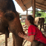 Santuarios de elefantes en Chiang Mai: Un reflejo del amor de Tailandia por la naturaleza y la vida salvaje