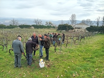 La Xunta imparte un curso de poda en viñedo en el ayuntamiento de Monterrei a través de la oficina agraria móvil