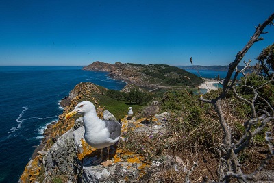 El Parque Nacional das Illas Atlánticas organiza una jornada de ornitología gratuita para formar a guías turísticos sobre las aves de este espacio natural