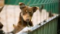 La Xunta apoyará la adopción de un animal de compañía abandonado con ayudas de hasta 150 € para cubrir los primeros gastos veterinarios