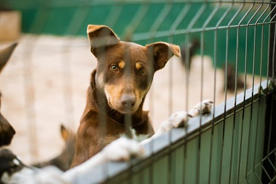 La Xunta apoyará la adopción de un animal de compañía abandonado con ayudas de hasta 150 € para cubrir los primeros gastos veterinarios