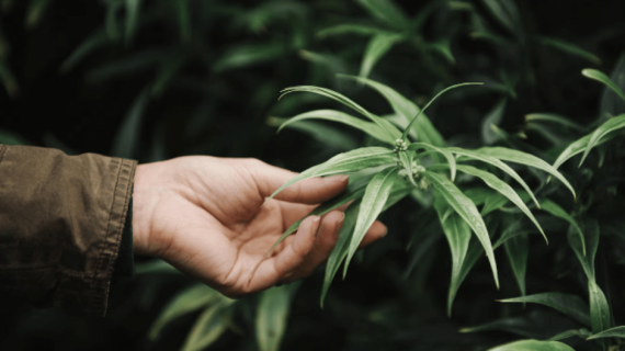 Cultivo de marihuana con o sin armario ¿cuál es mejor?